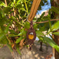 Savanna | Tiger’s Eye Macrame Keychain