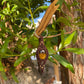 Savanna | Tiger’s Eye Macrame Keychain