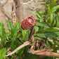 Travel Collection: Radiance | Sunstone Macrame Ring