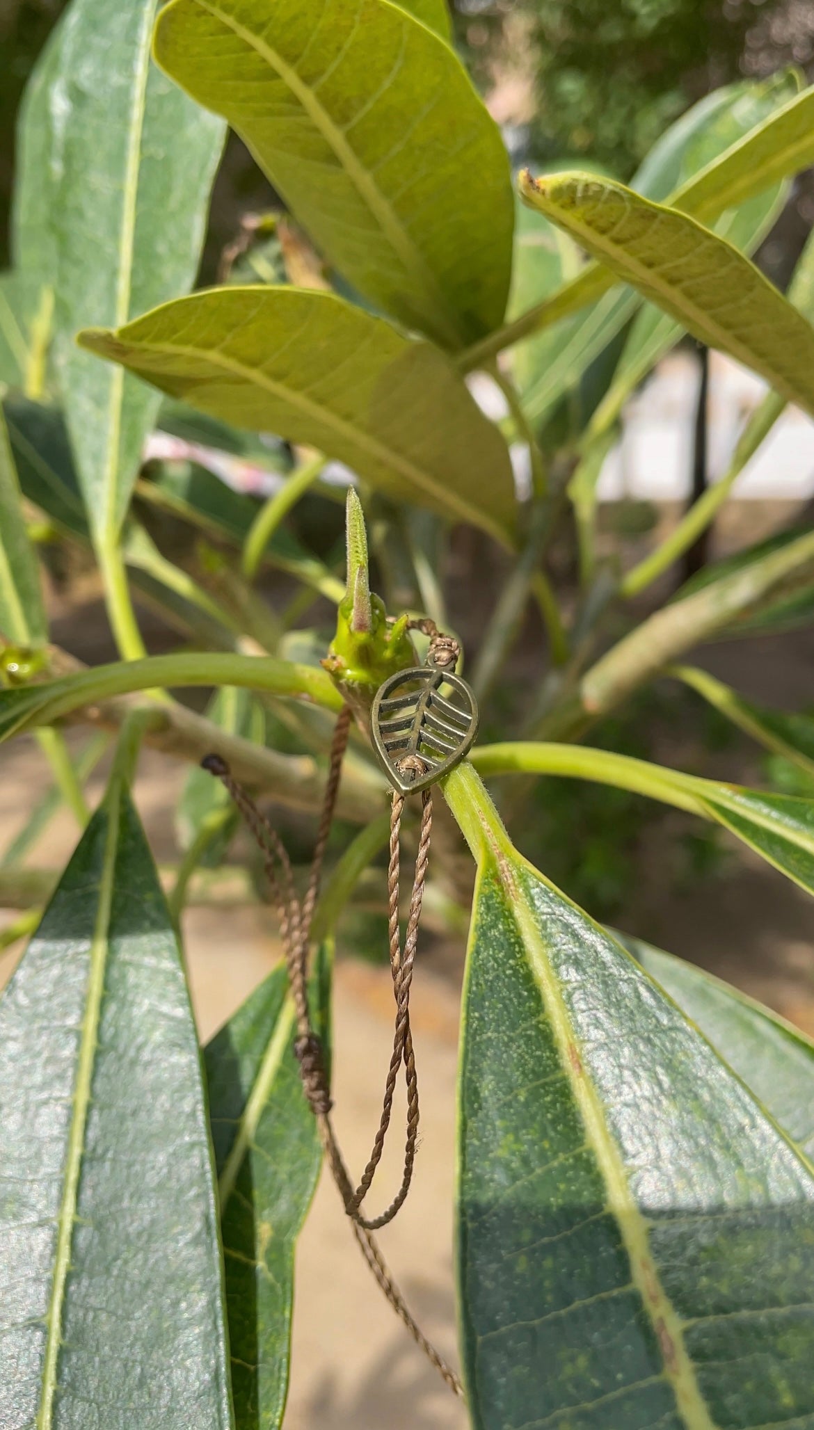 Just Leafy Bracelets - Growth